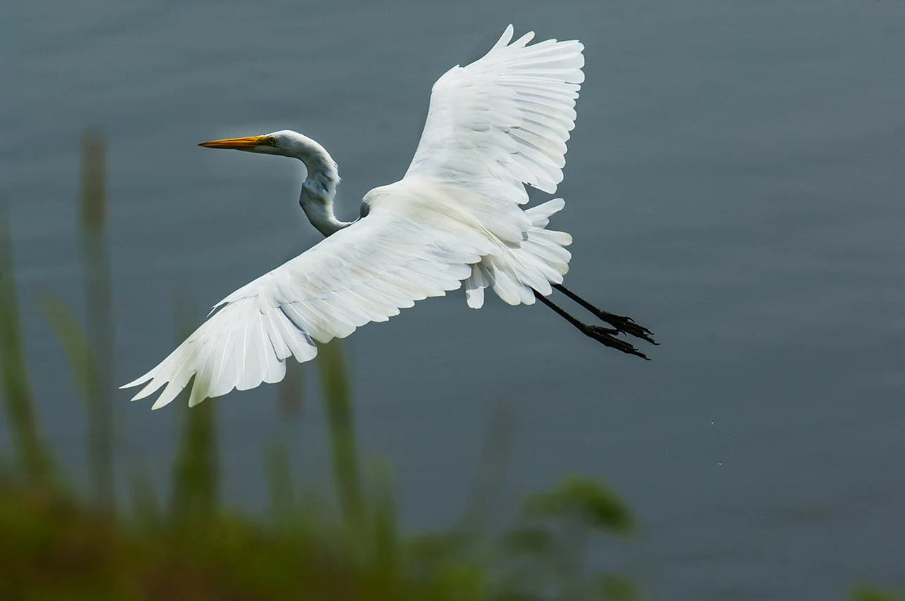 Aves emblemáticas
