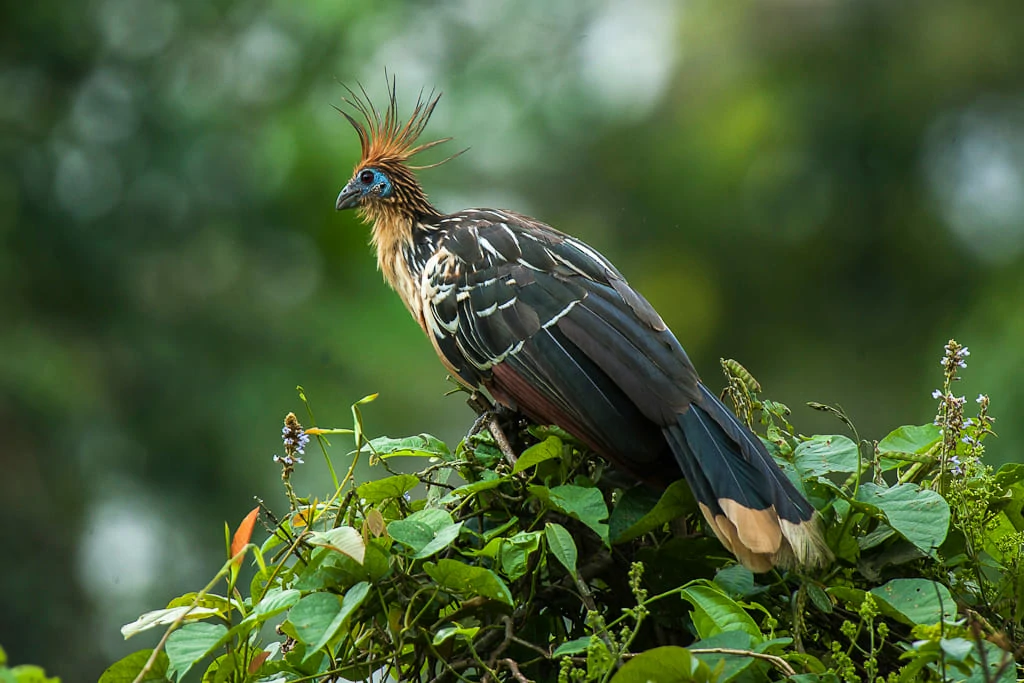 Aves prehistóricas